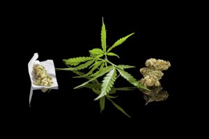 I migliori semi di cannabis femminizzati e autofiorenti del 2022