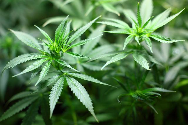 Gli step per iniziare a coltivare cannabis in casa