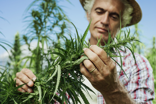 Vademecum sull'innesto della cannabis quando e come innestare le piante