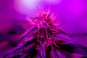In cosa consiste la permacoltura della cannabis?