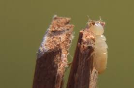 Disinfestazione termiti cos'è